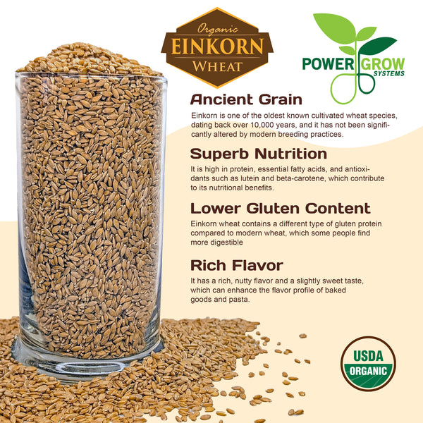 einkorn seeds for planting Einkorn Wheat