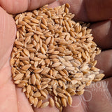 Einkorn Wheat - 100% Organic Einkorn Whole Grain Wheat