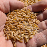 Khorasan Wheat - Certified 100% Organic Khorasan Wheat, 100% Whole Grain