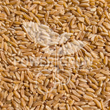Khorasan Wheat - Certified 100% Organic Khorasan Wheat, 100% Whole Grain