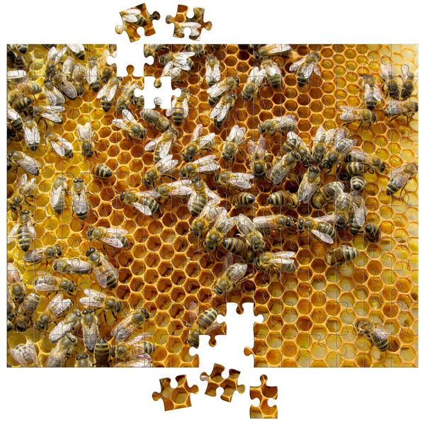 【KRAZY BEE】 KRAZY BEE FUSHICHOURUSHGUARD MANTO 