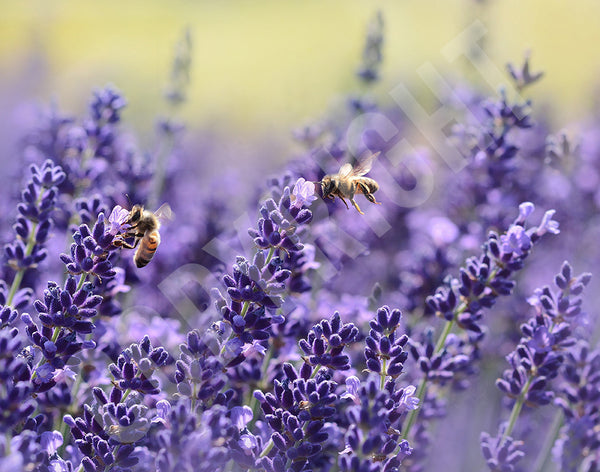 Bee-Puzzle-Lavender-3_grande.