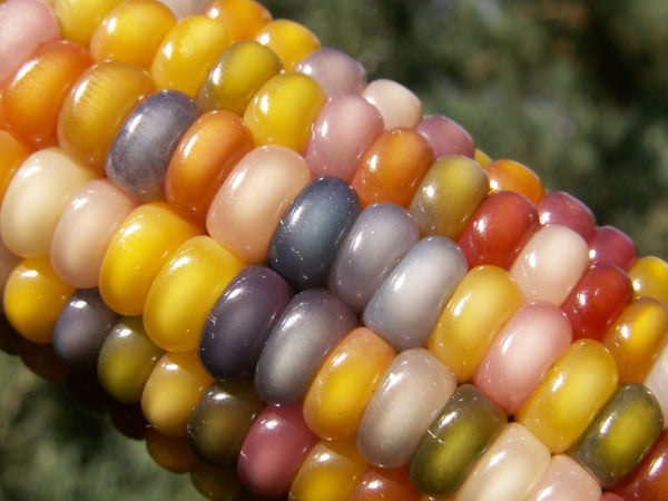 Glass Gem Corn Seeds - Rare Heirloom Variety (100+ seeds