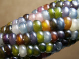 Glass Gem Corn Seeds - Rare Heirloom Variety (100+ seeds)