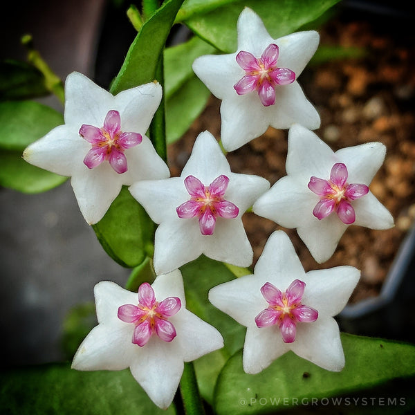 Hoya Bella Plants for Sale - (Hoya Lanceolata Bella) Wax Flower ...