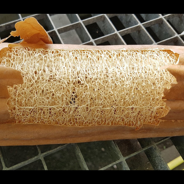 luffa plant seeds Luffa Sponge Seeds