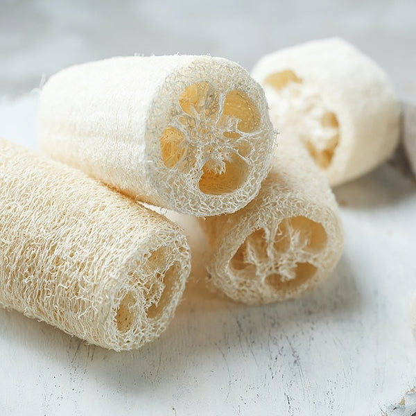 loofah plant seeds Luffa Sponge Seeds