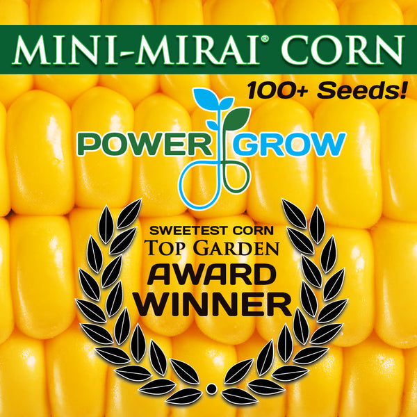 where to buy corn seeds for planting The Sweetest Corn in the World! Mini Mirai 003 Sweet Corn Seeds – PowerGrow Systems & Utah Hydroponics