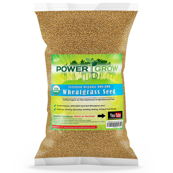 planting wheatgrass seeds Wheatgrass Seed