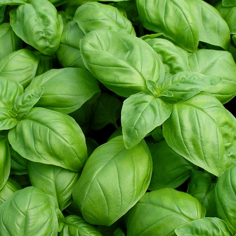 Large Leaf Italian Basil (100 seeds)