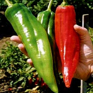 NuMex Big Jim Pepper Seeds (10 seeds)