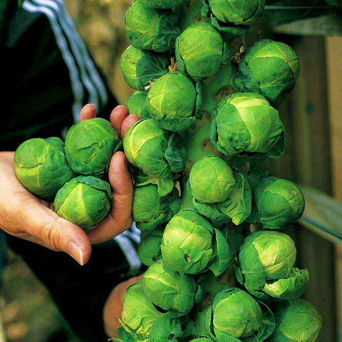 Brussels Sprout Seeds - Long Island Improved (200 Seeds)