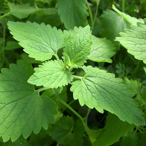 Catnip (400 seeds)