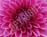 Dahlia Flower Puzzle