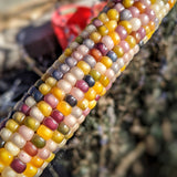 Glass Gem Corn Seeds - Rare Heirloom Variety (100+ seeds)