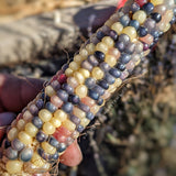 Glass Gem Corn Seeds - Rare Heirloom Variety (100+ seeds)