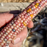 Glass Gem Corn Seeds - Rare Heirloom Variety (100+ seeds)