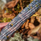 Glass Gem Corn Seeds - Rare Heirloom Variety (100+ seeds)