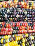 Glass Gem Corn Seeds - Rare Heirloom Variety (100+ seeds)
