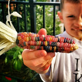 Glass Gem Corn Seeds - Rare Heirloom Variety (100+ seeds)