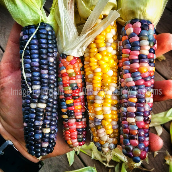 Glass Gem Corn Seeds - Rare Heirloom Variety (100+ seeds) – PowerGrow  Systems & Utah Hydroponics