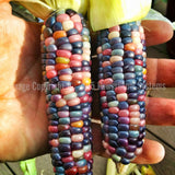 Glass Gem Corn Seeds - Rare Heirloom Variety (100+ seeds)