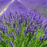 English Lavender Seeds (600 Seeds) - "Lavandula Angustifolia" True Vera Lavender