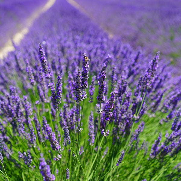 english lavender from seed English Lavender Seeds (600 Seeds)