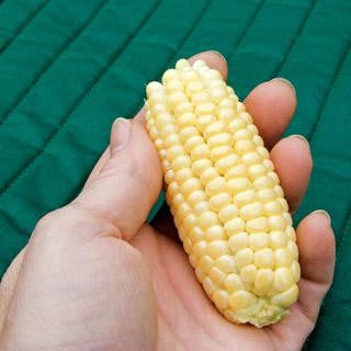 The Sweetest Corn in the World! Mini Mirai 003 Sweet Corn Seeds