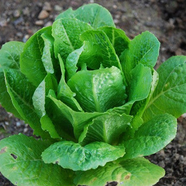 planting romaine seeds Romaine Lettuce (Paris Island COS) (275 seeds)