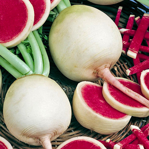 planting watermelon radish seeds Watermelon Radish Seeds (200+ seeds) Heirloom NonGMO