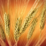 Wheatgrass Seed - Organic NON-GMO (Choose Size)