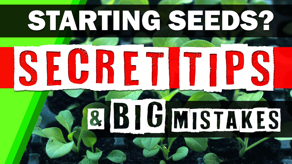 Seed Starting 101: Biggest Mistakes & Secret Tips