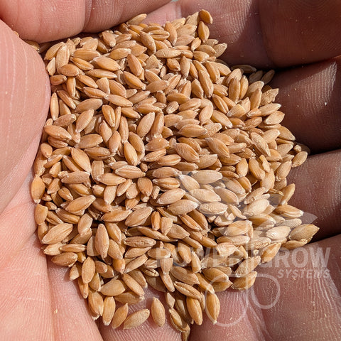 einkorn seeds for planting Einkorn Wheat