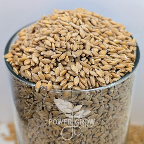 einkorn wheat seeds for planting Einkorn Wheat