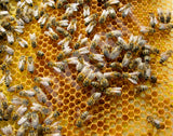 Bee Puzzle - Bees & Honeycomb Jigsaw Puzzle