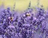 Lavender Bee Puzzle - Bees & Lavender Jigsaw Puzzle