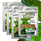 Fiddle Fig Fertilizer 18-6-12+ Micro Nutrients (8 Month Slow Release)