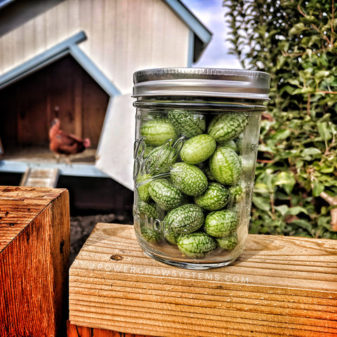 Cucamelon - Mexican Sour Gherkin – MIgardener