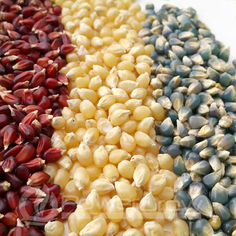 Popcorn Seeds - Patriotic Red, White & Blue Seeds