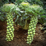 Brussels Sprout Seeds - Long Island Improved (200 Seeds)