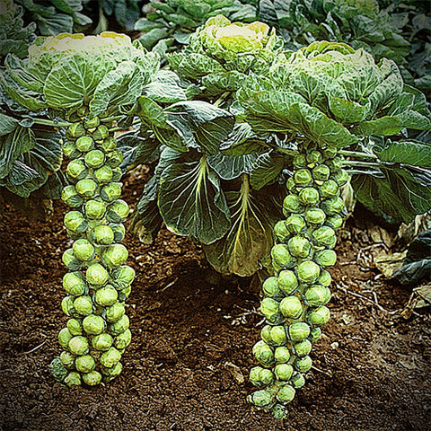 planting brussels sprouts from seed Brussels Sprout Seeds