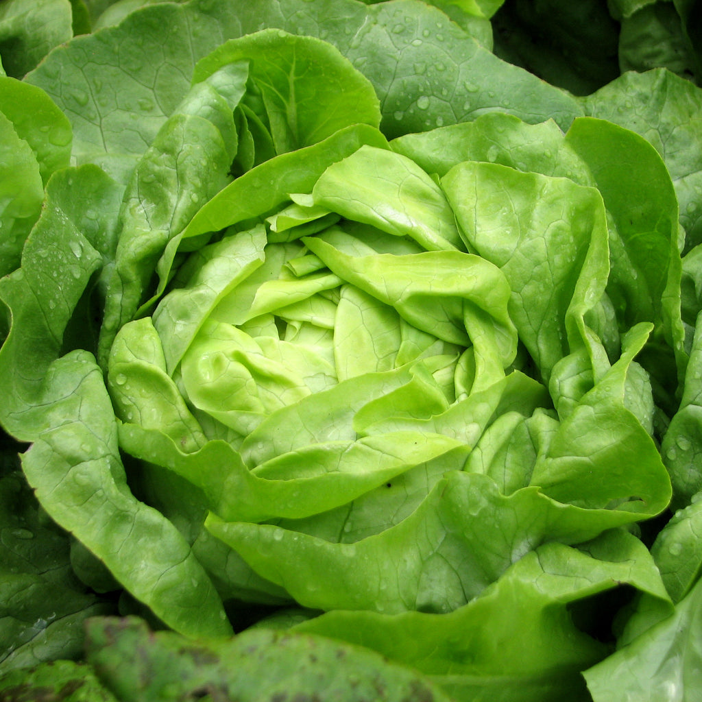 Butter Crunch Butterhead Lettuce Seeds – 1000 Seeds – NON-GMO, Heirloom, USA Grown