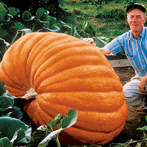 Dill's Atlantic Giant Pumpkin (15 seeds)