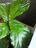 Fiddle Fig Fertilizer 18-6-12+ Micro Nutrients (8 Month Slow Release)