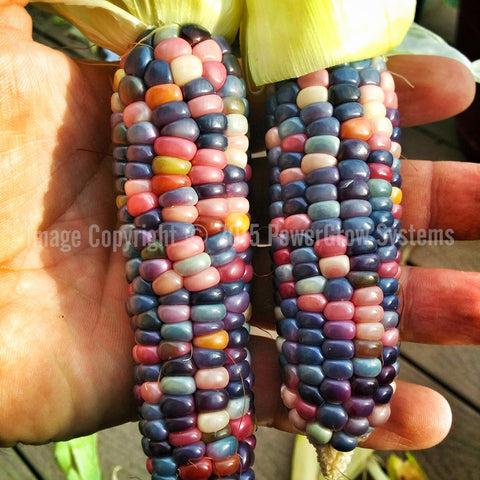 Glass Gem Corn Organic Seeds – Hudson Valley Seed Company