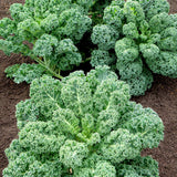 Curly Kale Seeds - Blue Scotch Curled Leaf