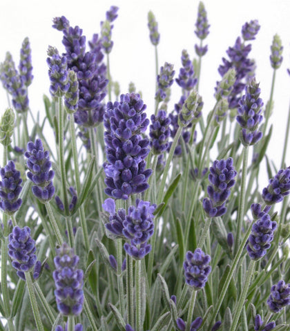 English Lavender Seeds (600 Seeds) - "Lavandula Angustifolia" True Vera Lavender