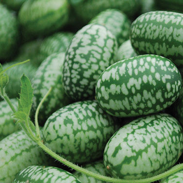 Mexican Mini Sour Gherkins aka Cucamelons or Mexican Mini Watermelons (15 seeds)