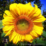 Giant Mammoth Sunflower Seeds (50 seeds)